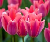 tulipa-signo-peixes
