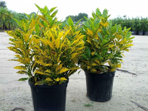 Croton Amarelo