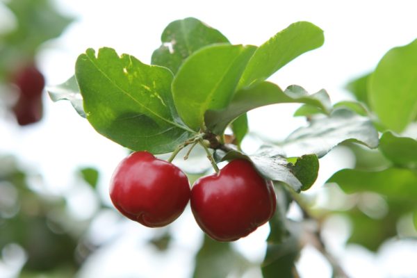 Twin red acerola