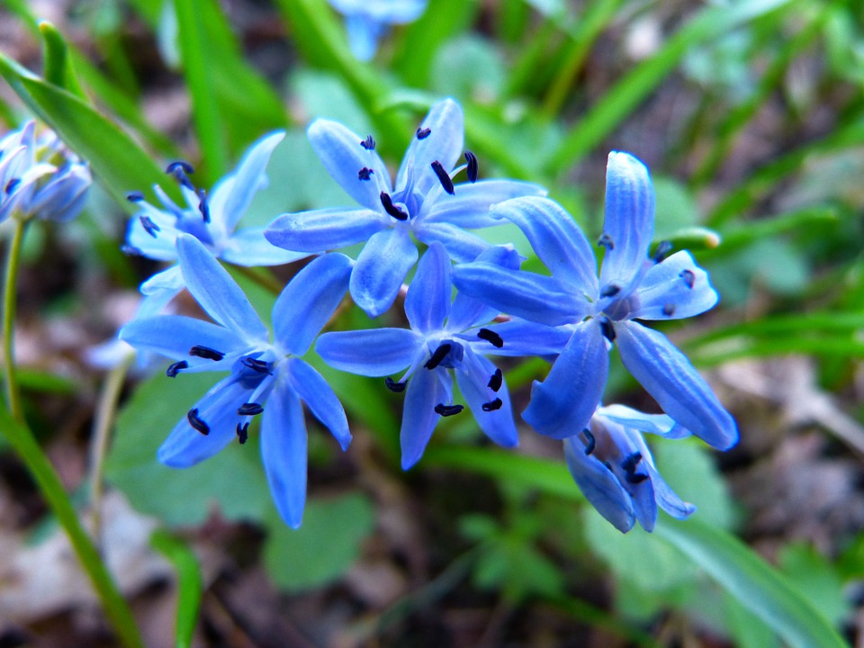 Estrela Azul | HM Jardins - Floricultura e Jardinagem