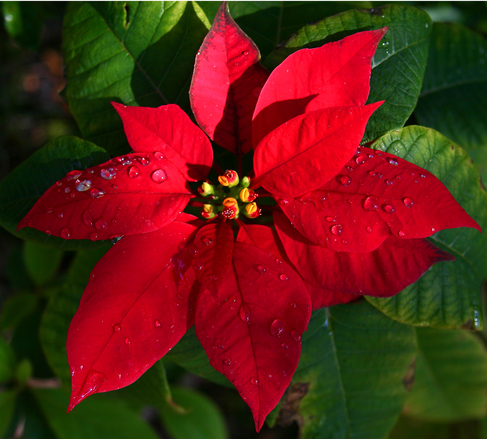 Flor de Natal | HM Jardins - Floricultura e Jardinagem