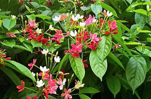 Jasmim da índia | HM Jardins - Floricultura e Jardinagem
