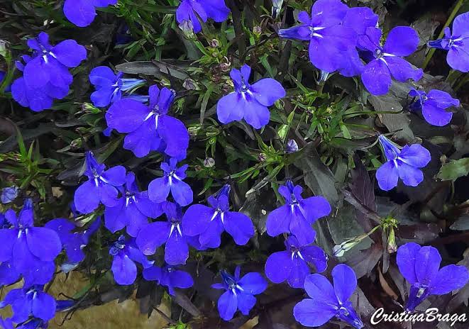 Dama da noite  HM Jardins - Floricultura e Jardinagem