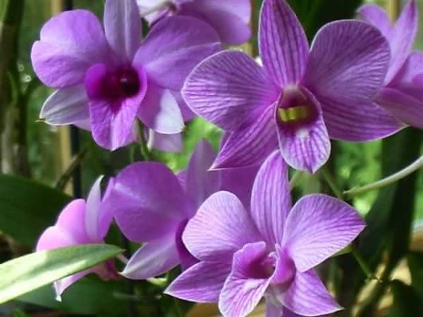 Orquídea Dendóbrio