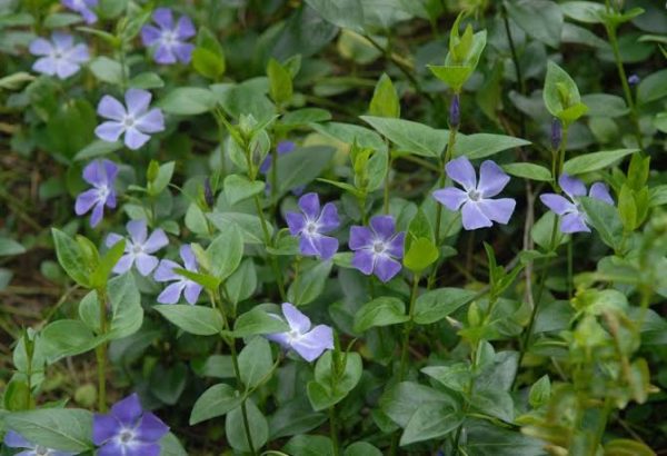 Pervinca