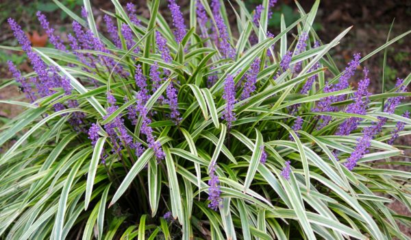 liriope-variegata