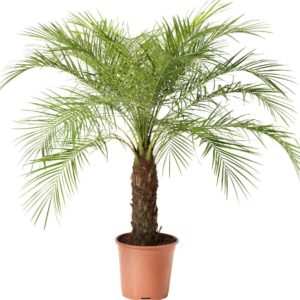 palmeira-fenix