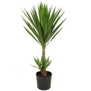palmeira-yuca