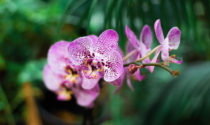 Orquídeas - Como cuidar e favorecer a floração