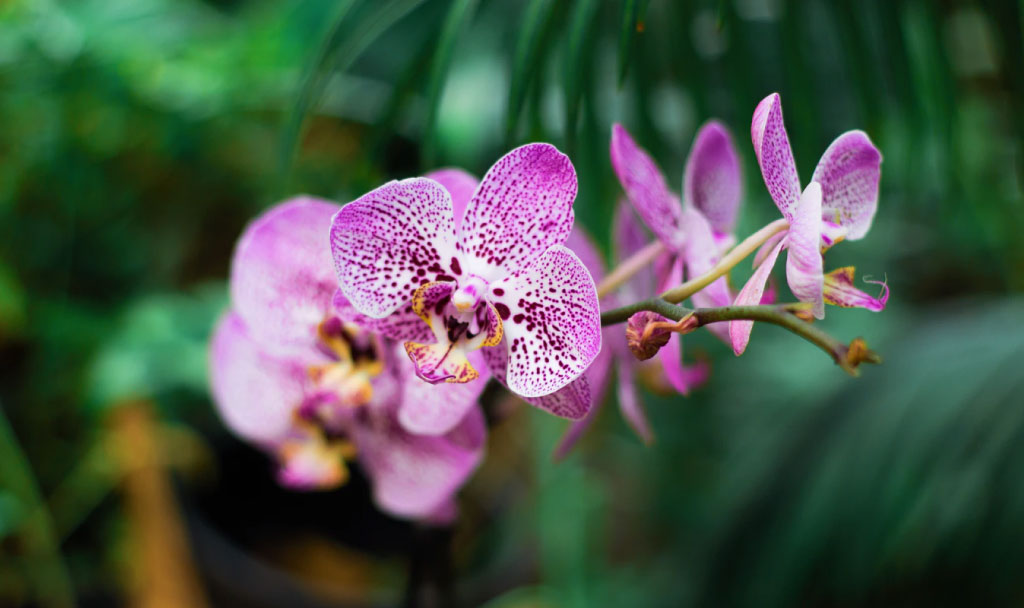 Orquídeas – Dicas de como cuidar e favorecer a floração | HM Jardins -  Floricultura e Jardinagem