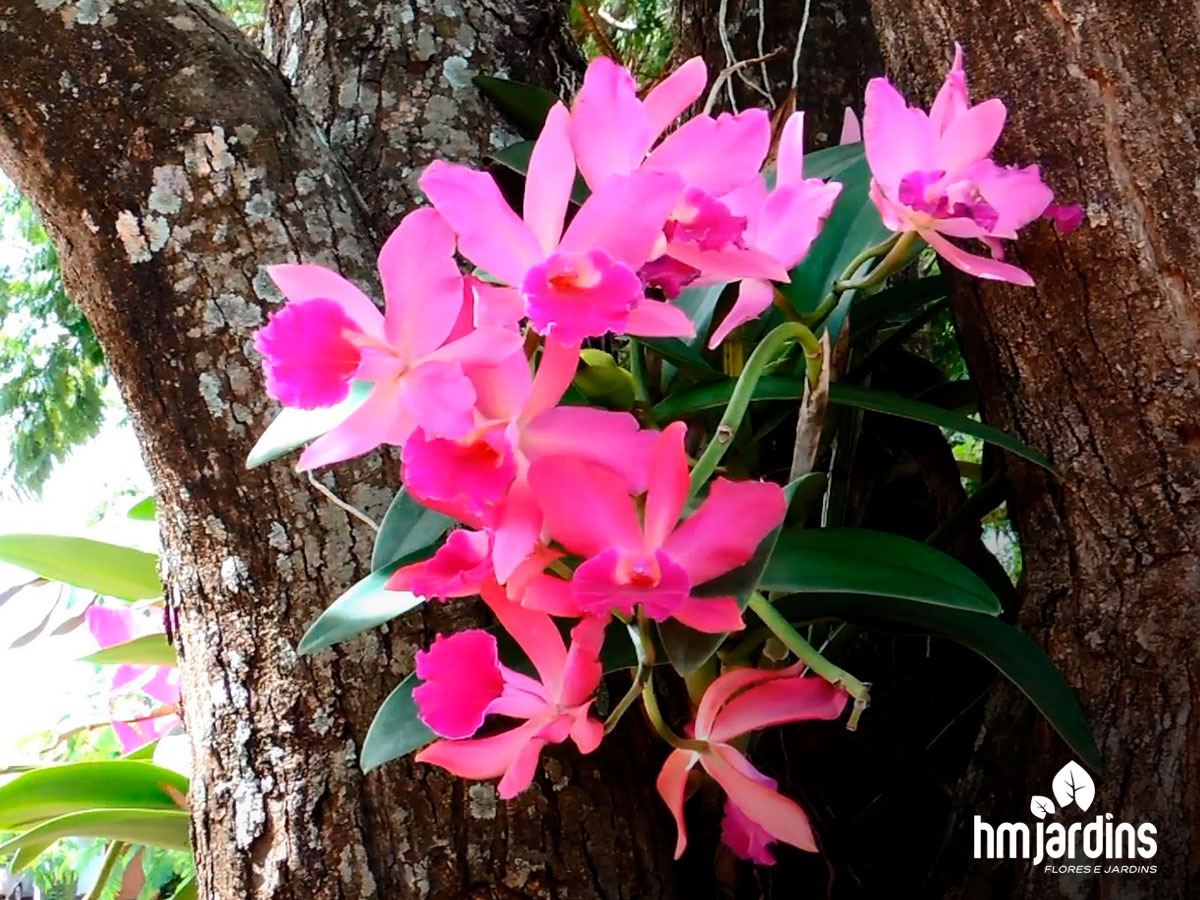 Aprenda a plantar orquídea em árvores | HM Jardins - Floricultura e  Jardinagem