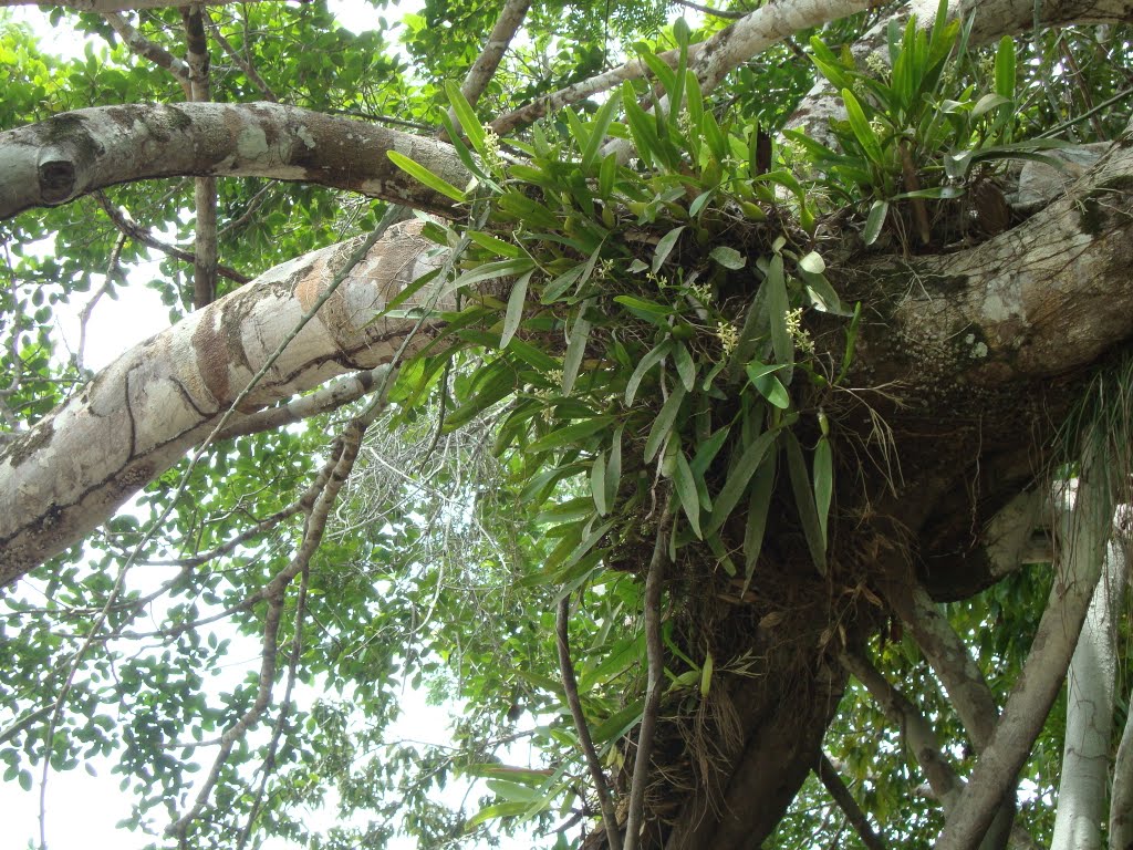 Aprenda a plantar orquídea em árvores | HM Jardins - Floricultura e  Jardinagem