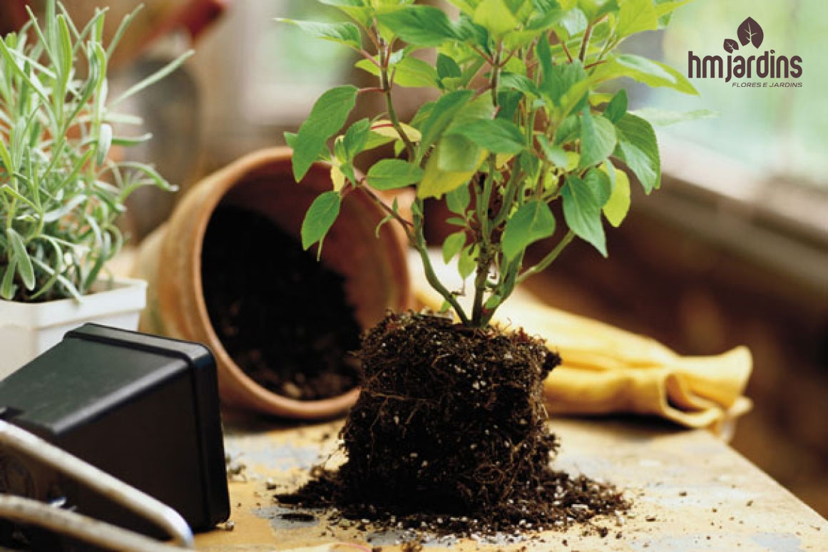 Aprenda A Transplantar Suas Plantas Hm Jardins Floricultura E Jardinagem