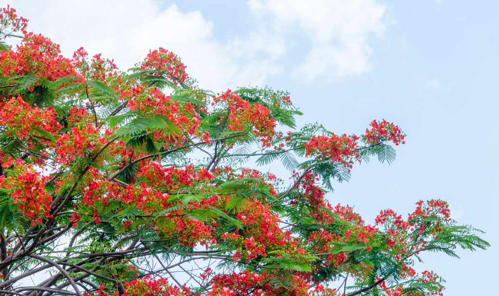 Flamboyant - Árvores para plantar na sua calçada