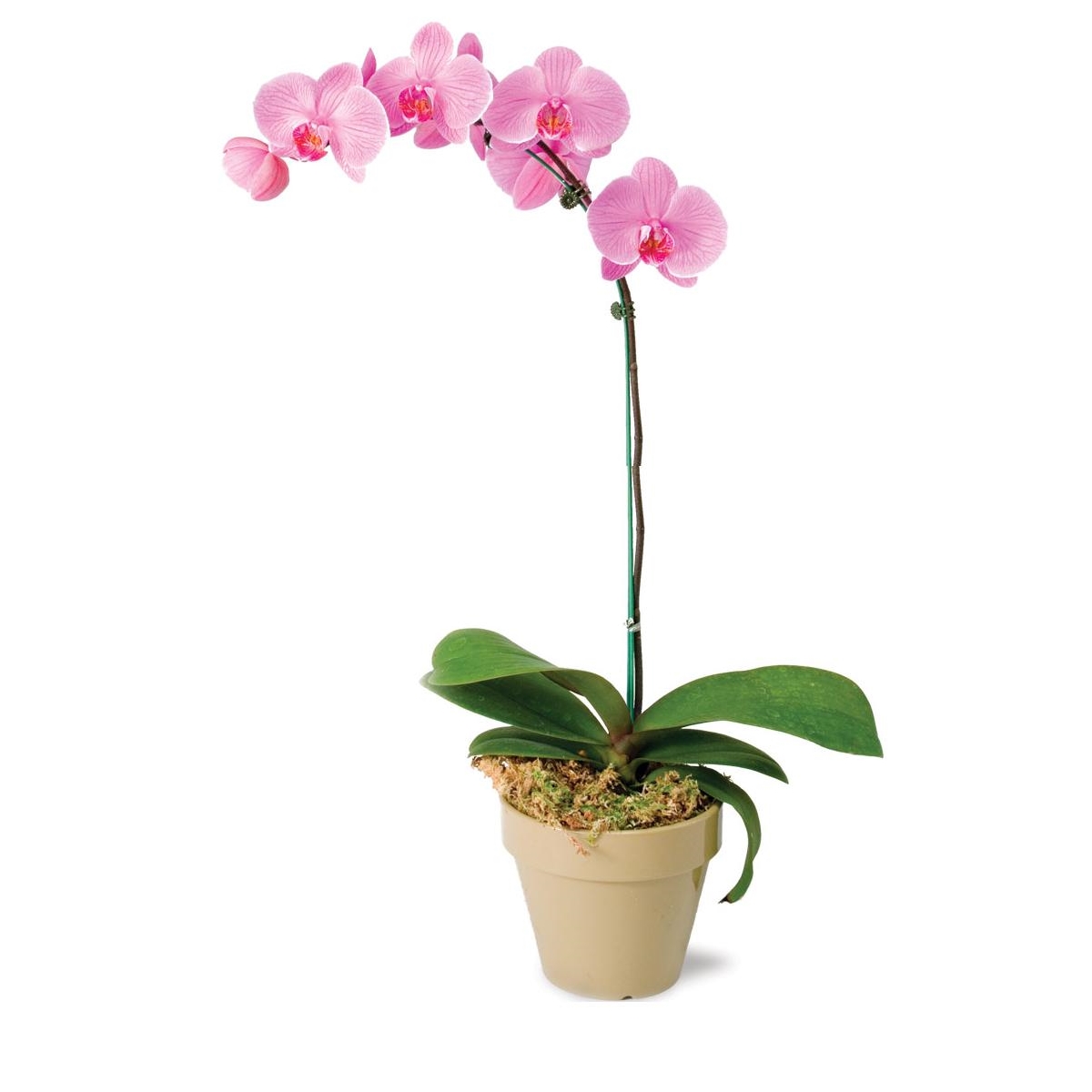 Orquídea Phalaenopsis | HM Jardins - Floricultura e Jardinagem