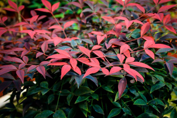 nandina