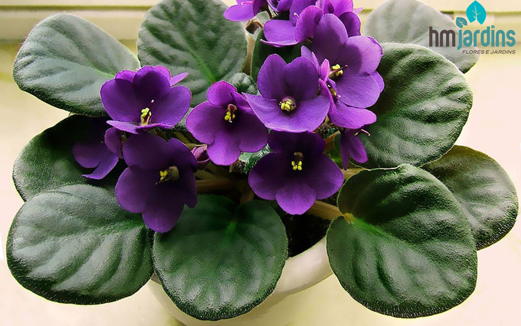 Violetas – Entenda as carências e necessidades dessa planta | HM Jardins -  Floricultura e Jardinagem