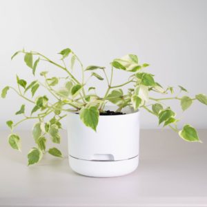 Peperomia-Scandens