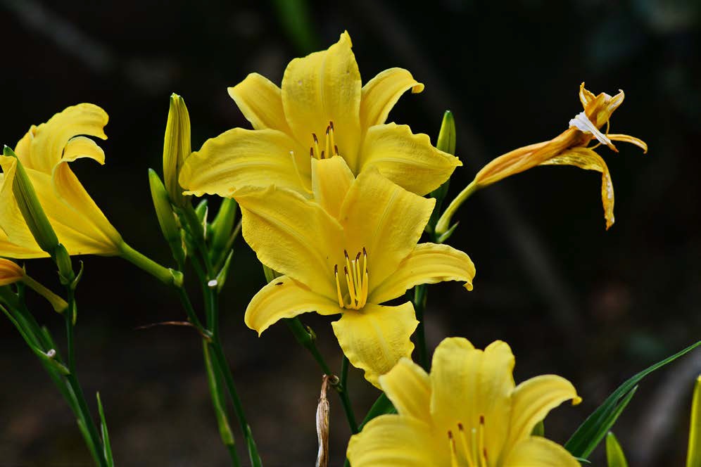 lirio-amarelo | HM Jardins - Floricultura e Jardinagem
