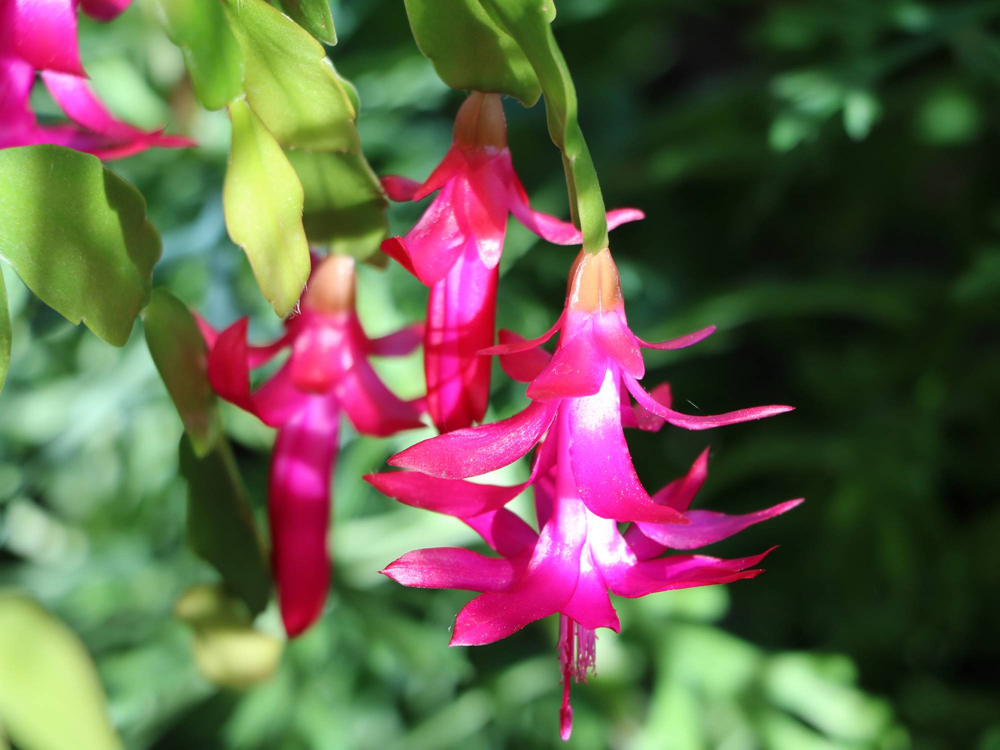 Flor-de-maio: beleza e resistência só que sem espinhos | HM Jardins -  Floricultura e Jardinagem
