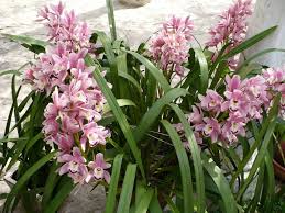 Orquídea Cymbidium | HM Jardins - Floricultura e Jardinagem