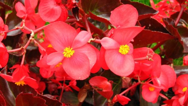 wax begonia species