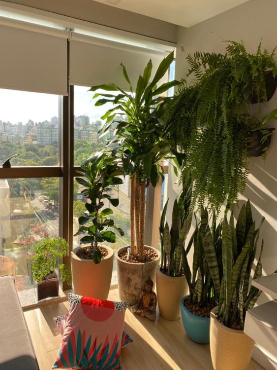plantas dentro de casa