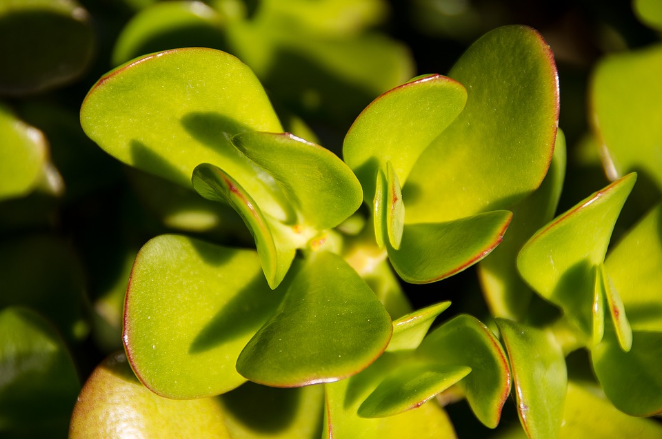 Planta Jade: dicas de cuidado e como fazer florescer | HM Jardins -  Floricultura e Jardinagem